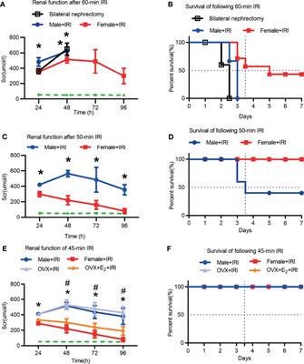 Estradiol Ameliorates Acute Kidney Ischemia-Reperfusion Injury by Inhibiting the TGF-βRI-SMAD Pathway